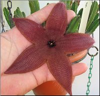 Stapelia 8